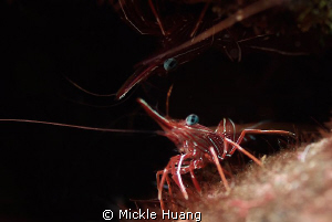 REFLECTION
Two Durban hinge-beak Prawns, one in light, t... by Mickle Huang 